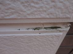 外壁　カビ　コケ　藻