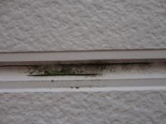 外壁　カビ　コケ　藻